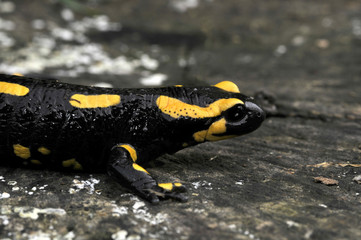Salamandre tachetée 2