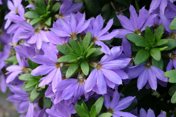 scaevola fächerblume