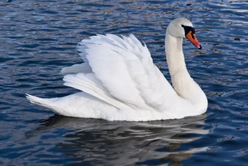 Fototapeten white swan © Dmitry Pakhomov