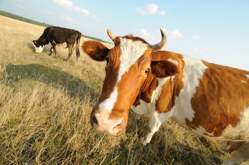 Fototapeta na wymiar Cow on meadow with grass