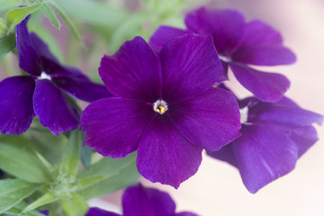 Fototapeta na wymiar phlox purple
