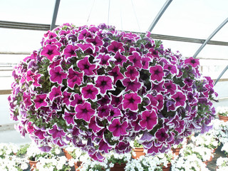 petunia hängepetunia
