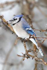 Blue Jay In Snow