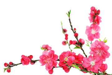 Spring cherry flowers - 20587690