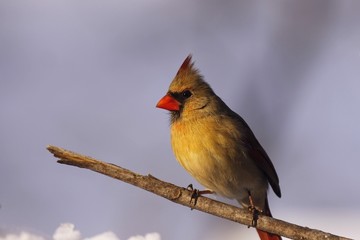 Cardinal in Winter