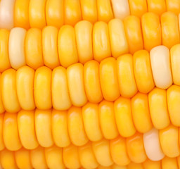 Corn