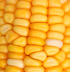 Corn