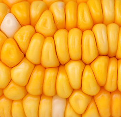 Corn