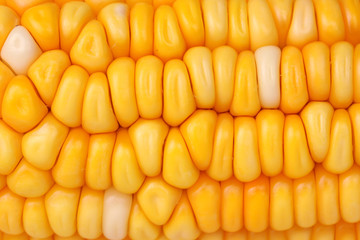 Corn