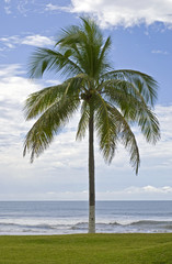 Palm tree, lawn and Pacific Ocean