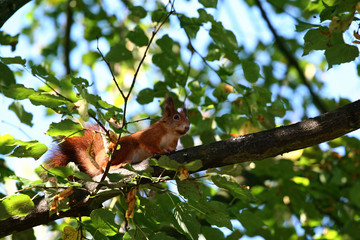 Eurasian red squirrel