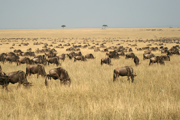 Wildebeest migration (Connochaetes taurinus), Masai Mara Game Reserve, Kenya 