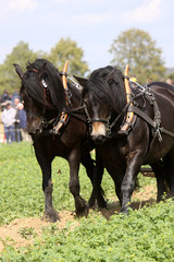 Fototapeta premium Nordschwedisches Kaltblut