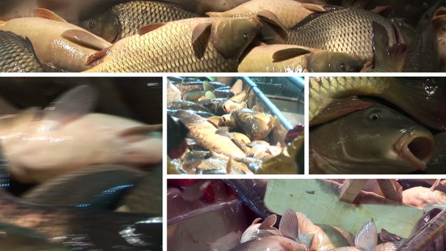 Freshwater fish in pond multiscreen