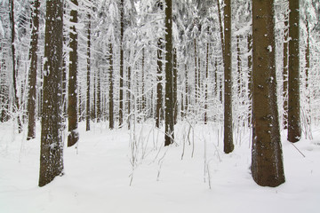 Winterwald