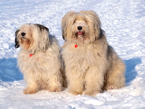 Tibet-Terrier im Schnee
