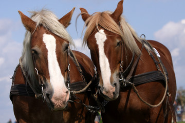 Obraz premium Rheinisch-Deutsches Kaltblut
