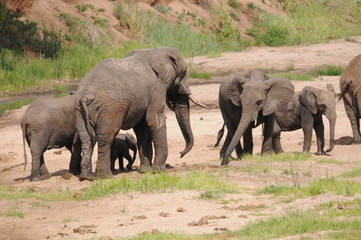 Fototapeta premium Stado słoni