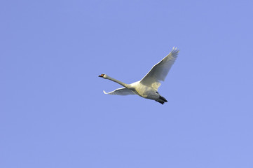 Schwan fliegt elegant am blauen wolkenlosen Himmel