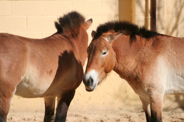 Caballo Prehistorico © Txalupa