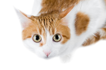 cute red and white cat isolated