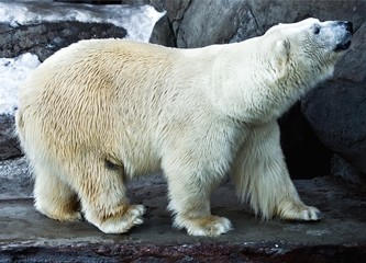 Fototapeta na wymiar White Polar bear