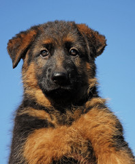 puppy german shepherd