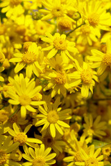 Beautiful yellow flowers background