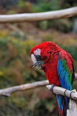 アカコンゴウインコ