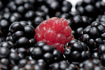 blackberry and raspberry