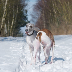 Gute Laune Hund