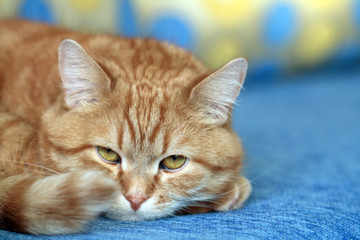 Fototapeta na wymiar Ginger Cat Portrait