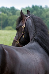 Pferd - Friesenhengst