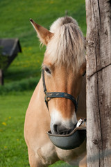 Obraz premium Pferd trinkt