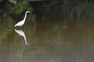 great egret bird walking on water
