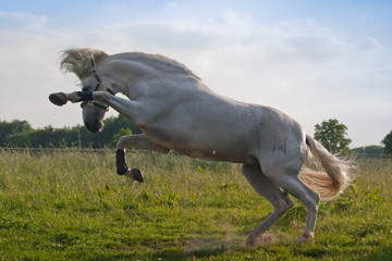 Fototapeta na wymiar Koń - Ogier andaluzyjski