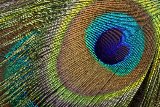 Beautiful Peacock eye background