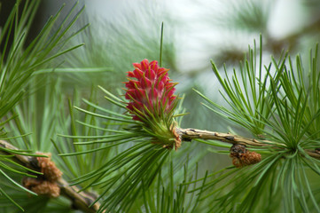 larix decidua