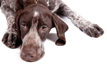 German short-haired pointer - sad hunter dog