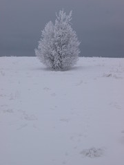 Snowy bush, alone in the field