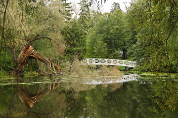 Landscape with pond and broken tree