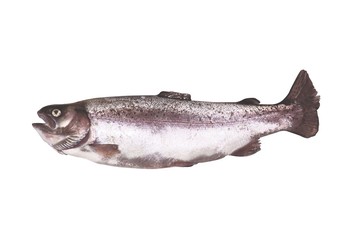 fresh caught river trout body on a white background