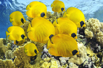 School of colorful tropical butterfly fishes