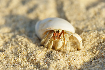 Hermit Crab on a beach