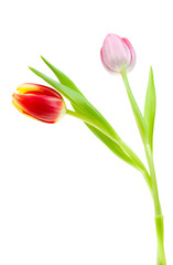 Obraz premium colorful spring tulips