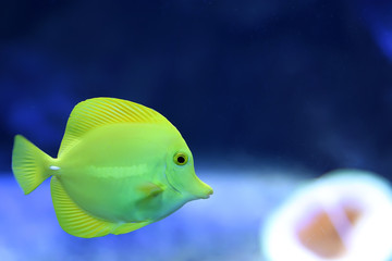 Yellow Tang (Zebrasoma flavescens)