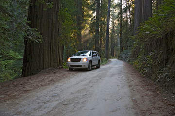 Obraz na płótnie Canvas Straße Redwood Nationalpark