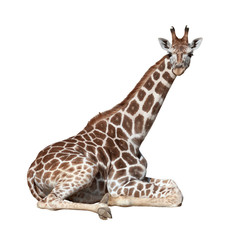 Naklejka premium Giraffe on ground