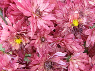 flower of a chrysanthemum