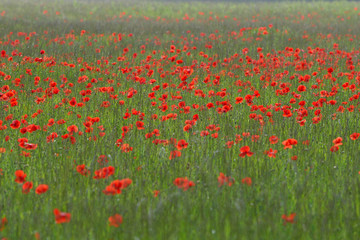 Field of Poppies in green gras